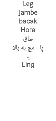 Leg Jambe bacak             -               Ling 