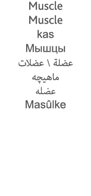 Muscle Muscle kas                                Masûlke